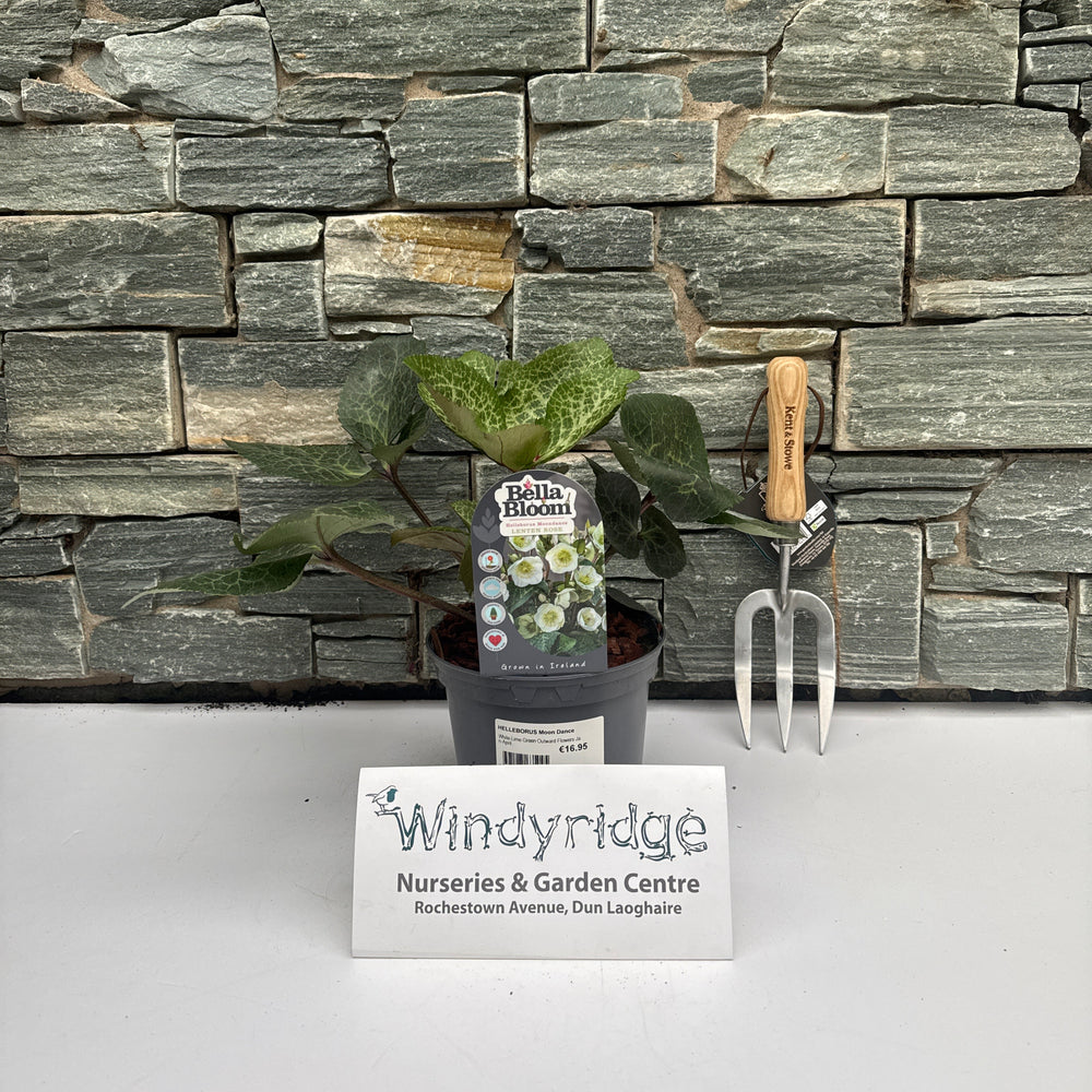 Potted plant with a trowel against a stone wall, branded 'Windyridge'.