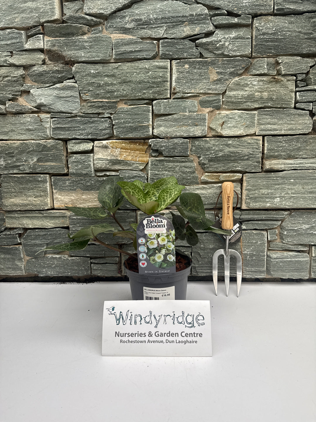 HELLEBORUS Moon Dance