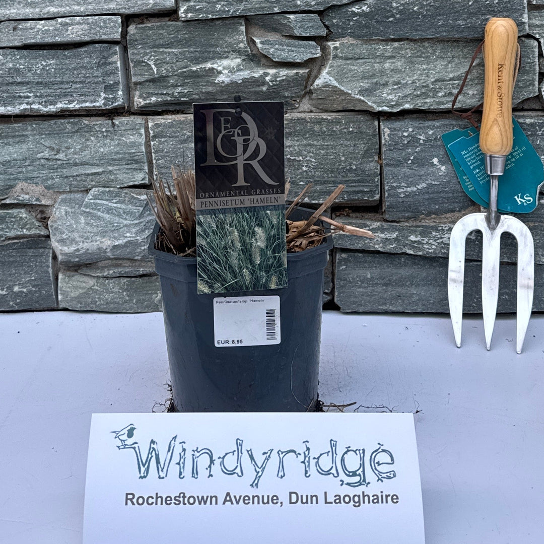 Pennisetum Alop. Hameln - Herbaceous - Windyridge Garden Centre