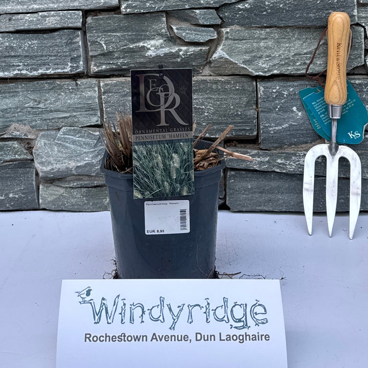 Pennisetum Alop. Hameln - Herbaceous - Windyridge Garden Centre
