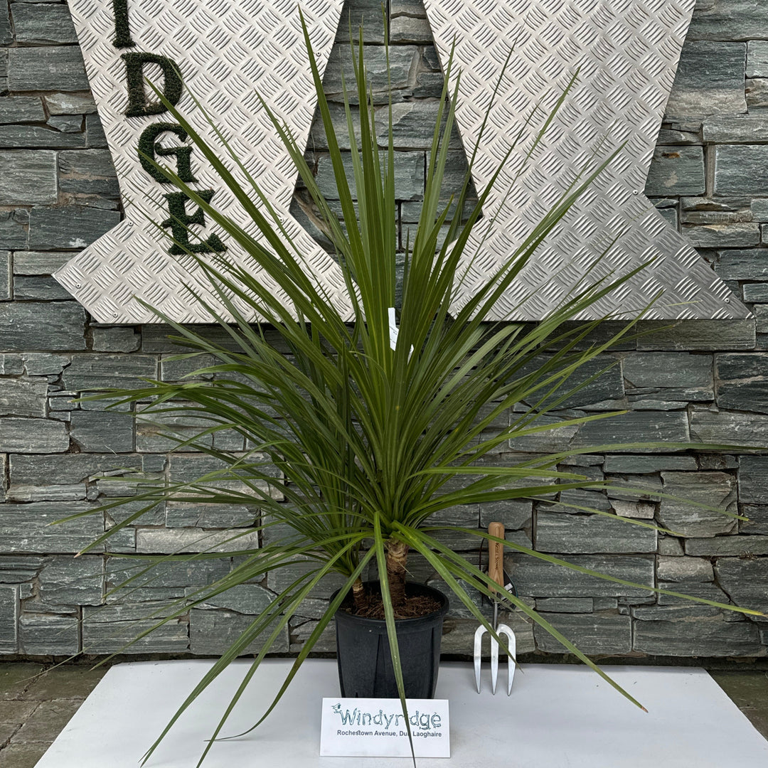 CORDYLINE AUSTRALIS CLT 5     MULTISTELO   H. 80 - 100  CM