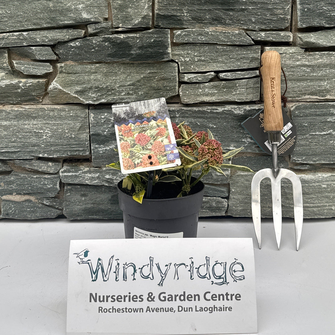 Skimmia jap. Magic Marlot  P13  8-10 flwr.