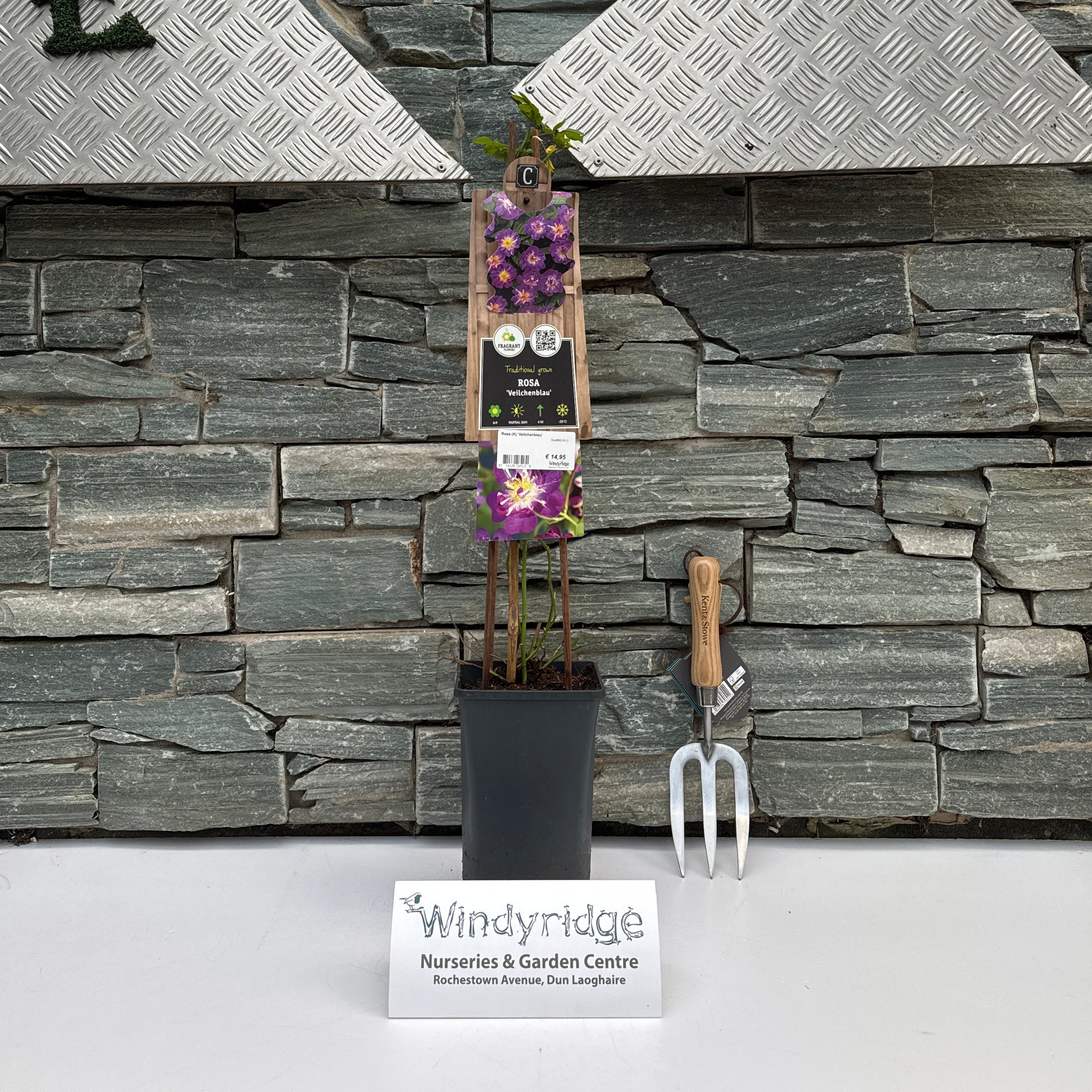 Buy Rosa (K) Veilchenblau Online | Windyridge Garden Centre ...