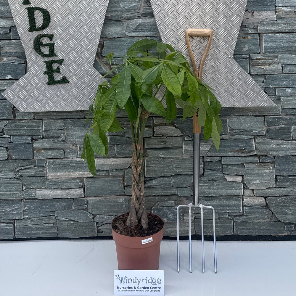 P24 Braid Buy Pachira Aquatica P24, Braided Stem Online | Windyridge Garden ...