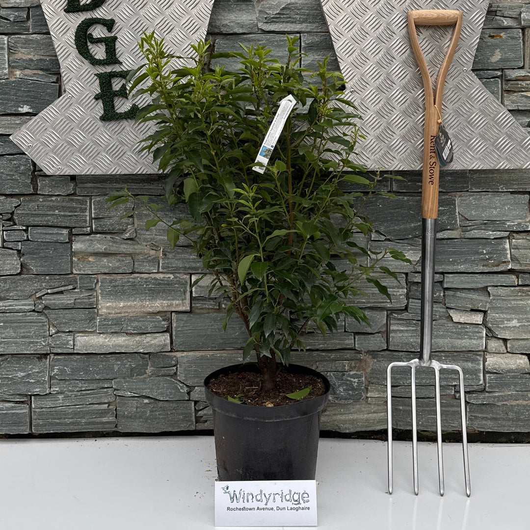 Prunus Lusitanica 'Angustifolia' 10L 80-100Cm - Hedging - Windyridge Garden Centre