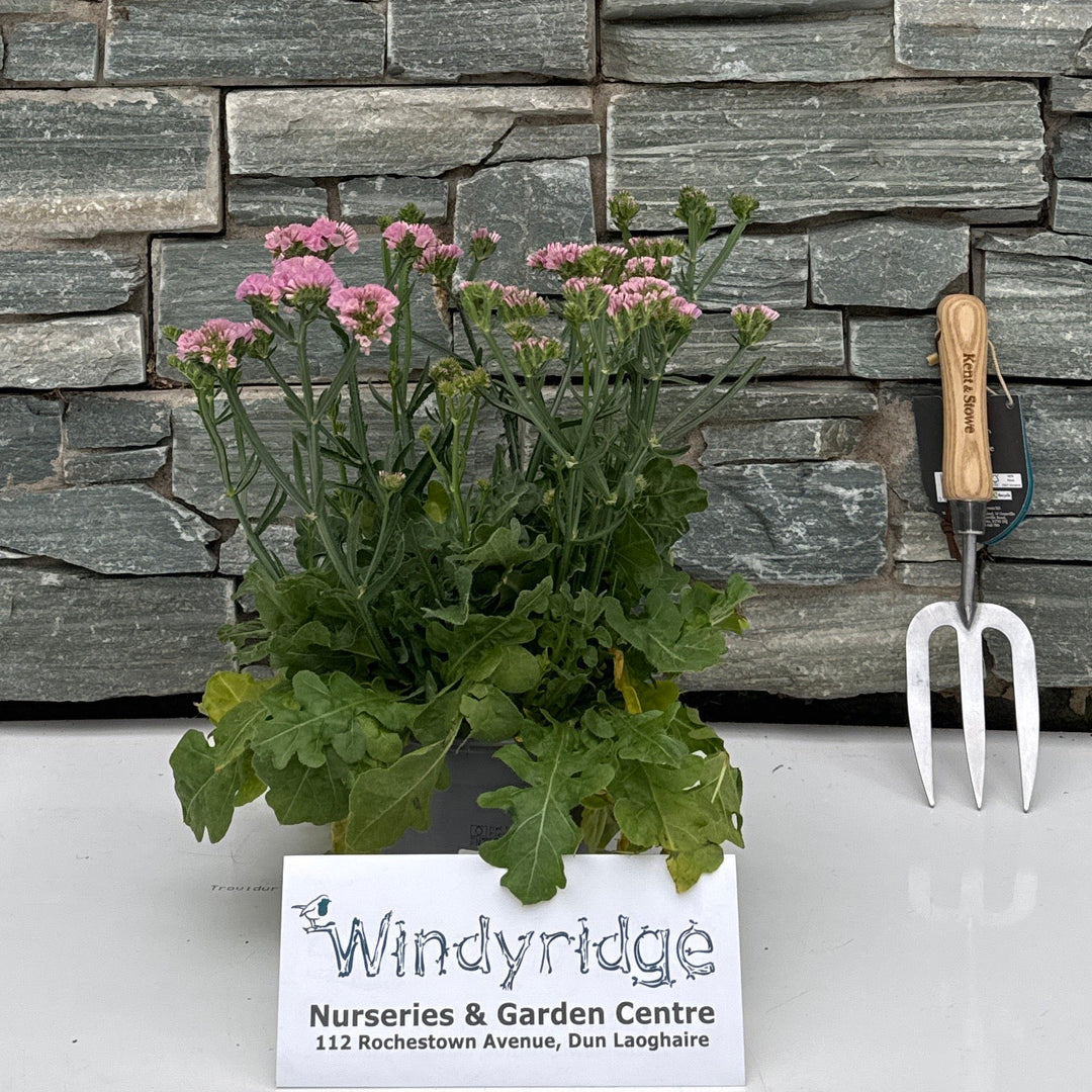 Limonium latifolium mixed per shelf