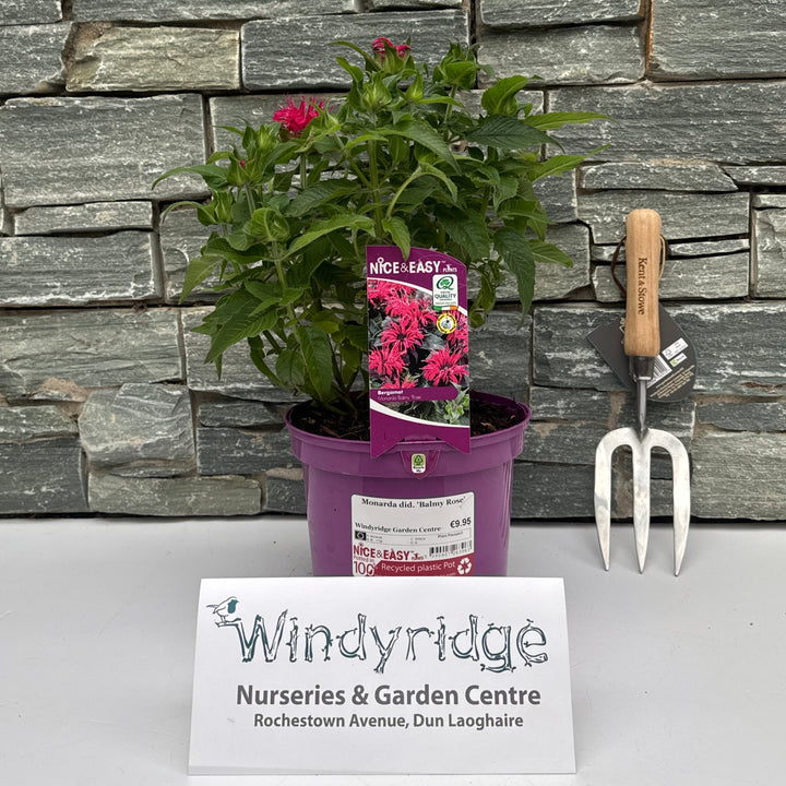 Monarda did. Balmy Rose 3lt pot