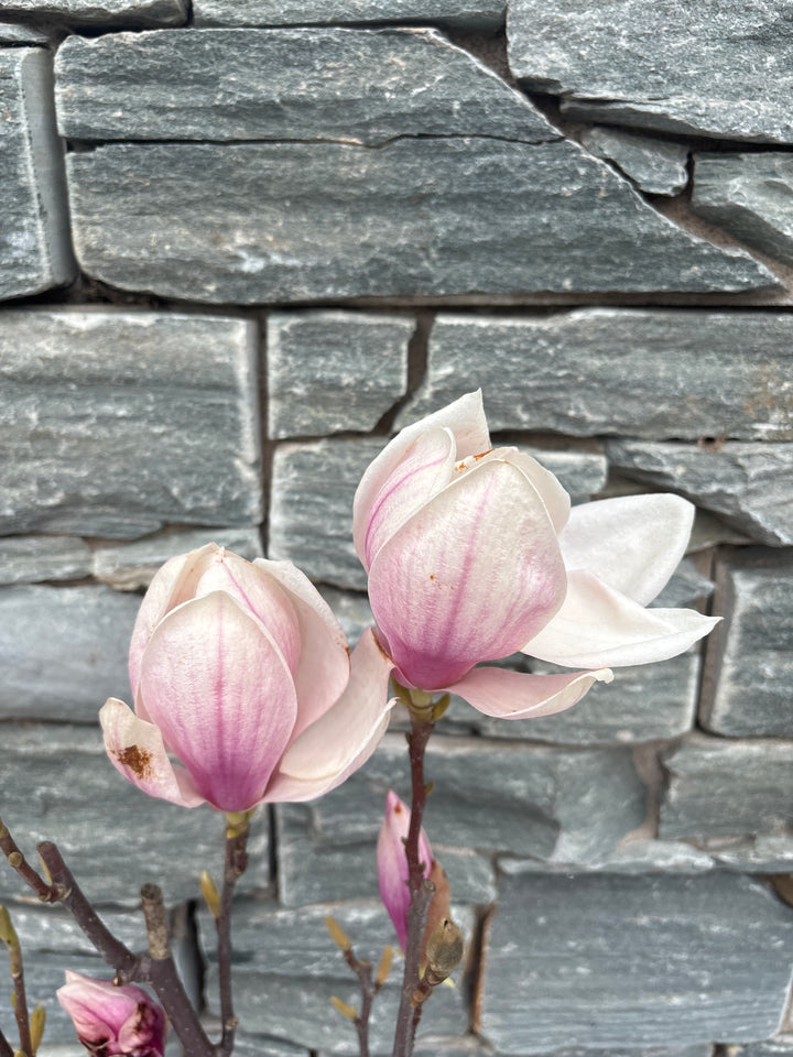 Magnolia soulangeana
