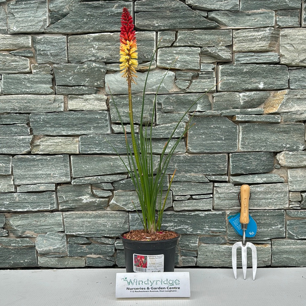 Kniphofia Pyromania Rockets Red Glare - Herbaceous - Windyridge Garden Centre