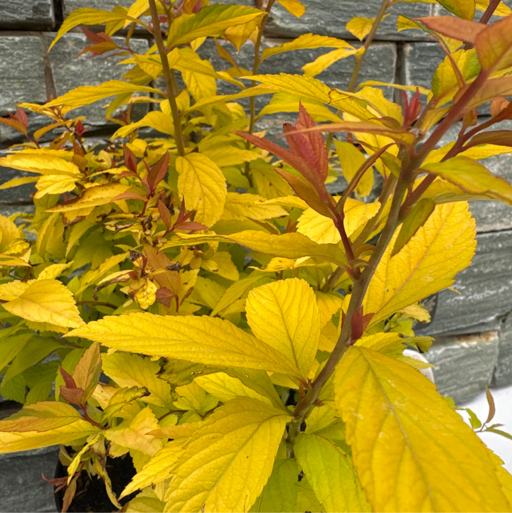 Spirea Gold Flame