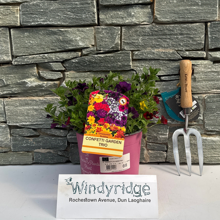 Confetti Mixed - Bedding - Windyridge Garden Centre