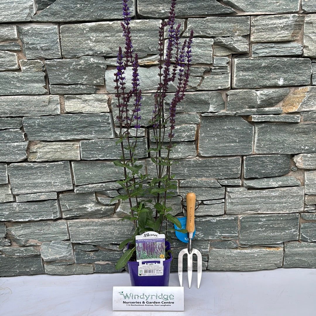Garden Sage Salvia Nemorosa Caradonna (2Ltr Pot)
