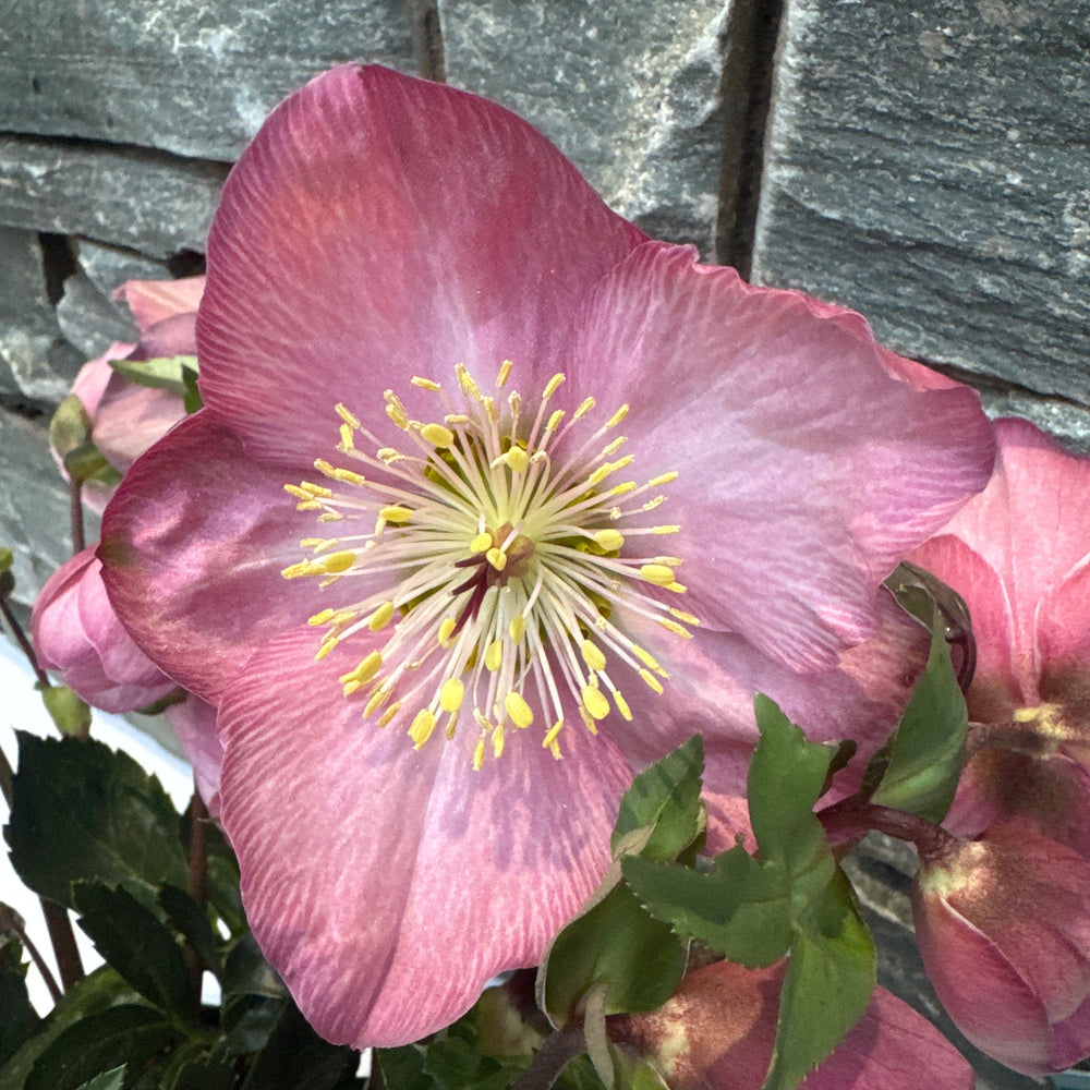 Helleborus Strawberry Moon  3 Ltr Pot - Herbaceous - Windyridge Garden Centre