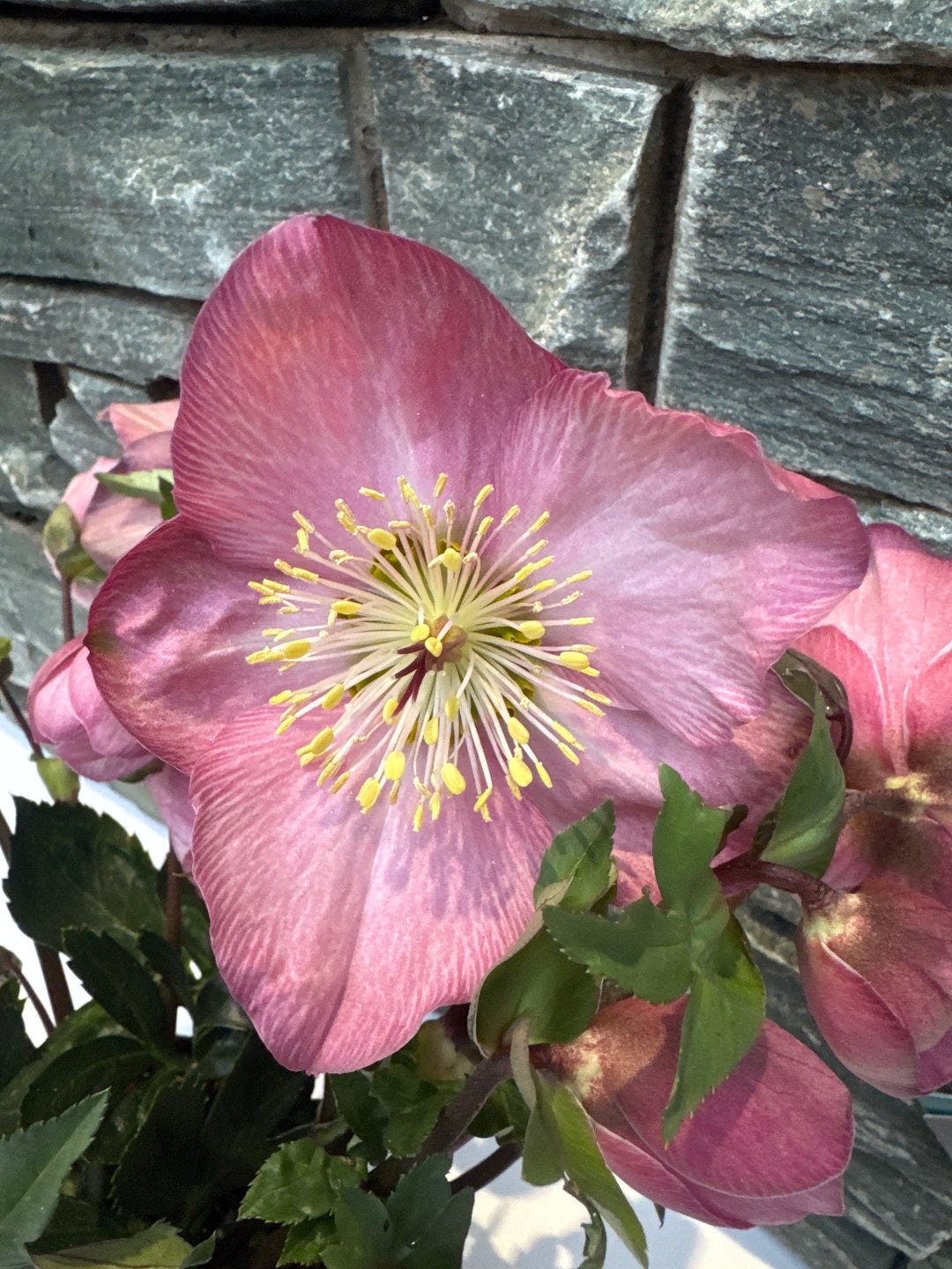 Helleborus Strawberry Moon  3 Ltr pot