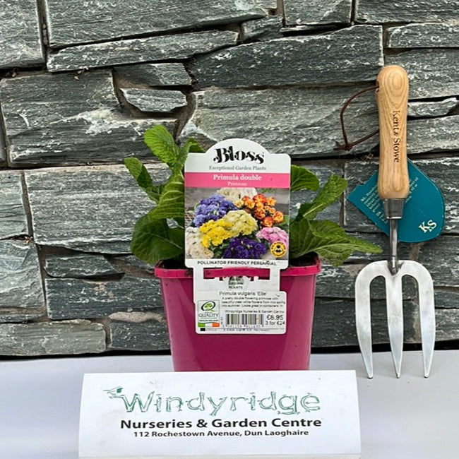 Primula Elle - Herbaceous - Windyridge Garden Centre