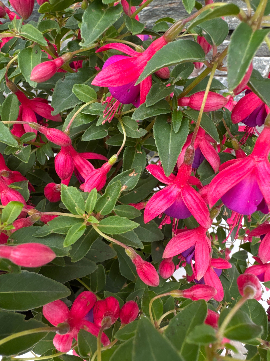 FUCHSIA Tom Thumb 3 Litre