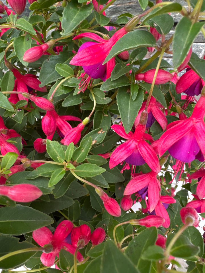 FUCHSIA Tom Thumb 3 Litre