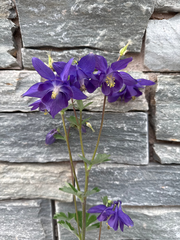 AQUILEGIA 'Blue Barlow' 2L