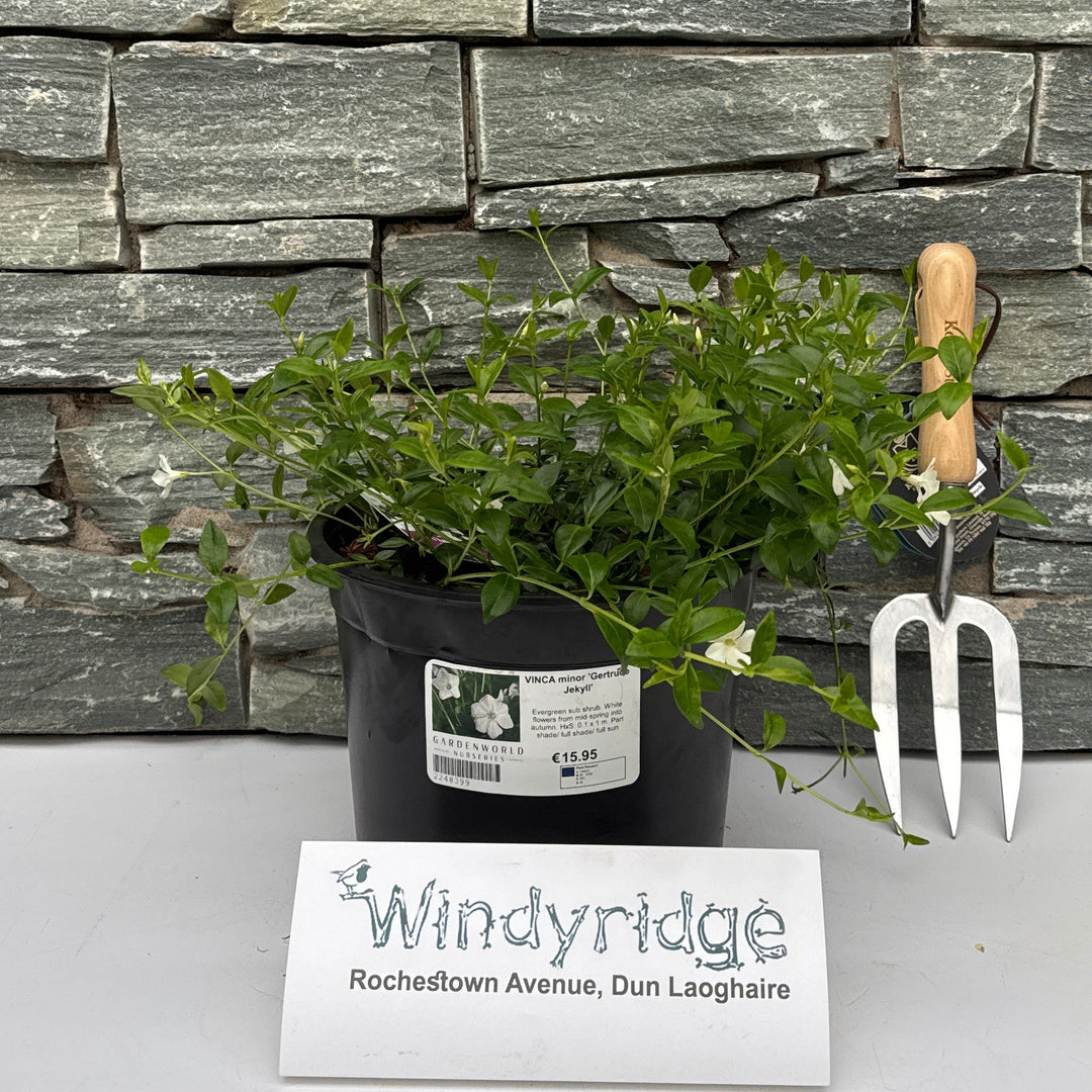 Vinca Minor 'Gertrude Jekyll' - Shrubs - Windyridge Garden Centre