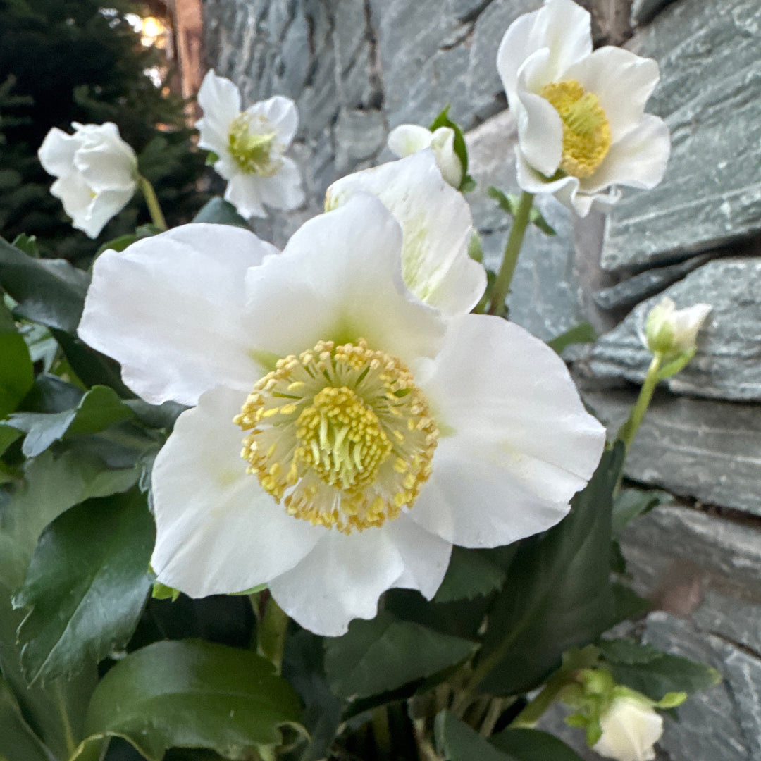 Helleborus niger Heavenly  3 Ltr pot
