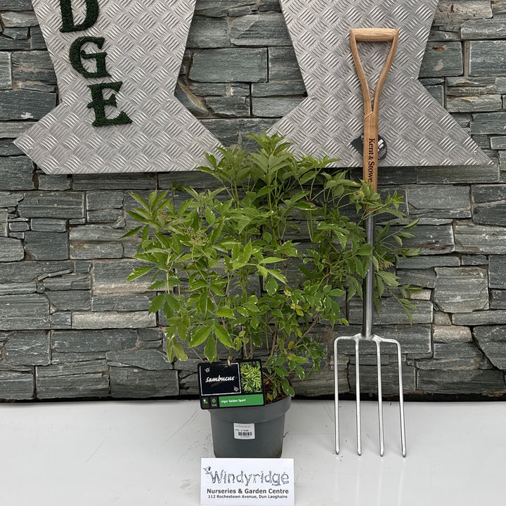 Sambucus nigra 'Golden Spark' 19 cm