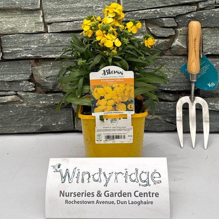 Erysimum Leya Yellow Glow - Herbaceous - Windyridge Garden Centre
