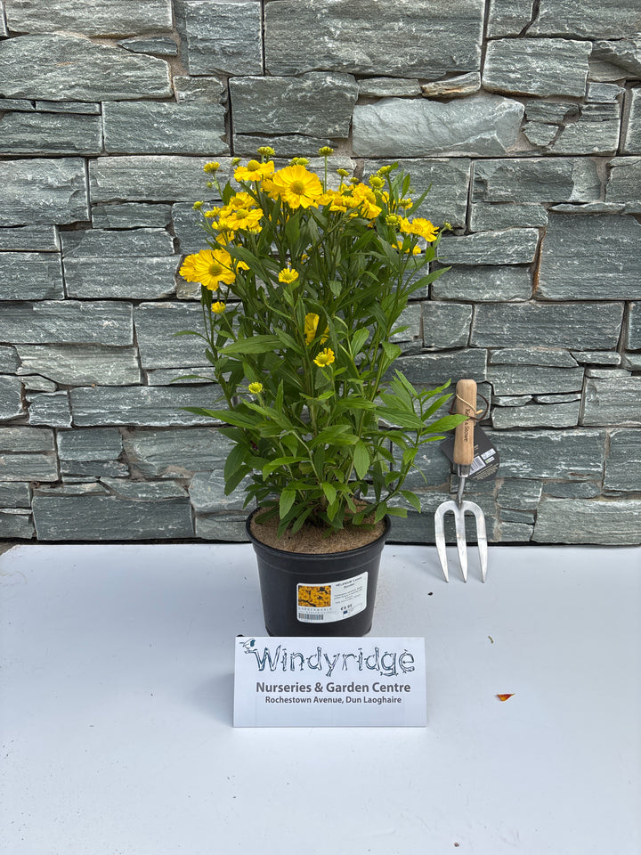 HELENIUM Lemon Sundae
