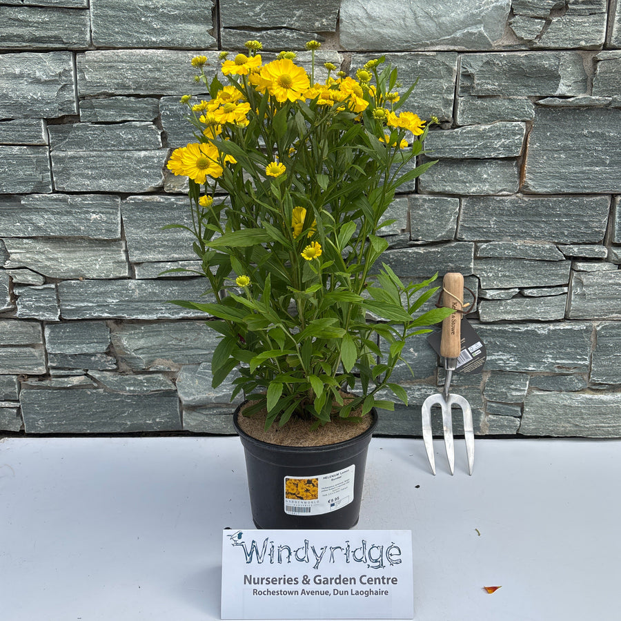 Helenium Lemon Sundae - Herbaceous - Windyridge Garden Centre