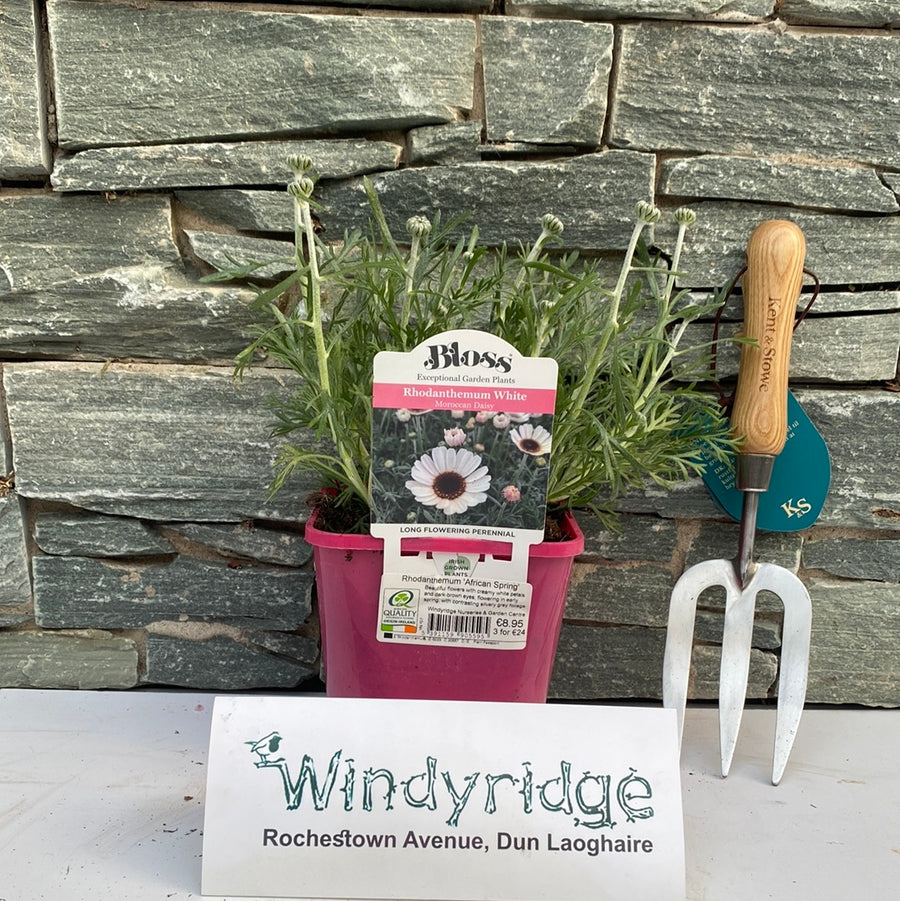Rhodanthemum 'African Spring' - Herbaceous - Windyridge Garden Centre