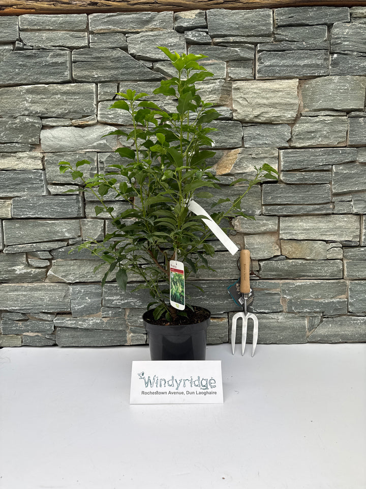 Prunus lusitanica Angustifolia 3L 40-60cm