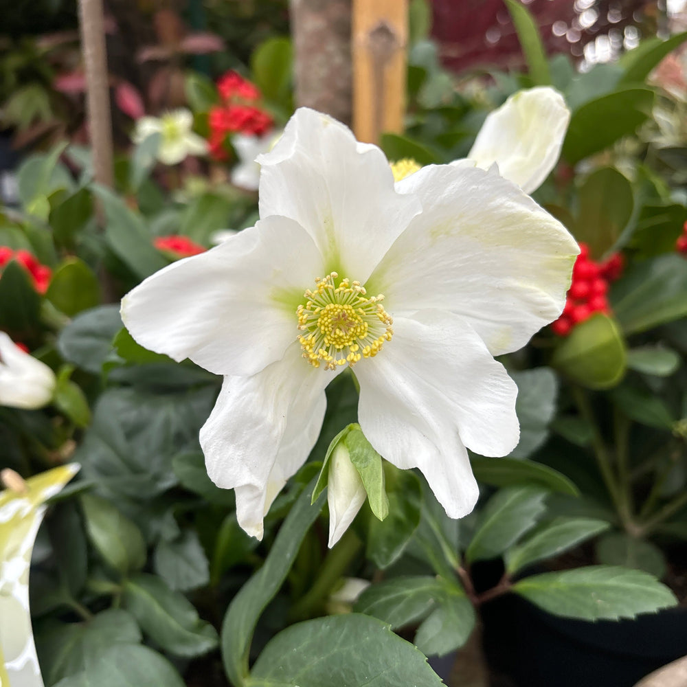 Helleborus Niger Advent Star Early  P12  Grade Xxl - Herbaceous - Windyridge Garden Centre