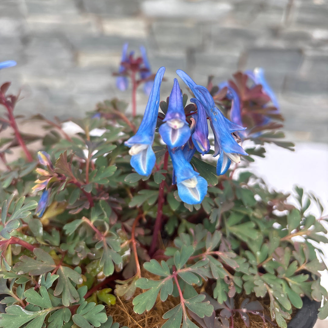 CORYDALIS Blue Heron