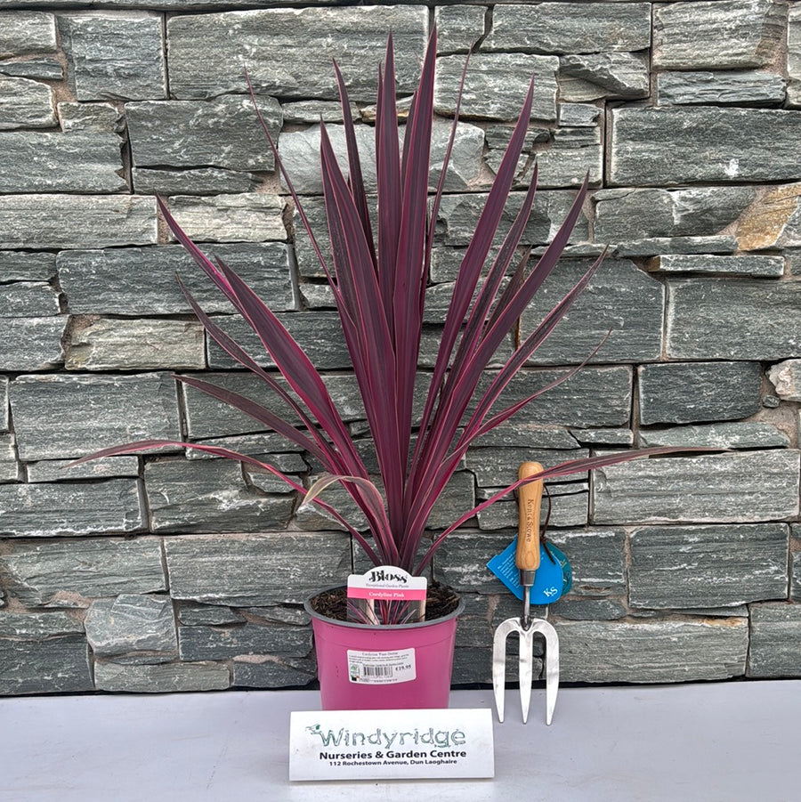 Cordyline Paso Doble - Shrubs - Windyridge Garden Centre