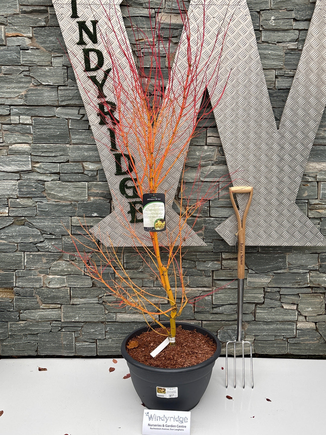 ACER palm. Bi-Hoo 1.30/1.50