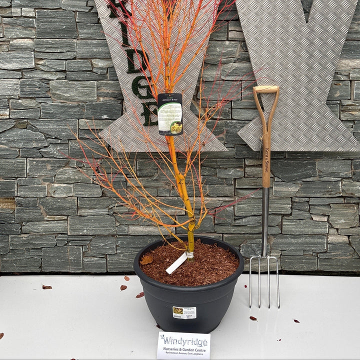 Acer Palm. Bi-Hoo 1.30/1.50 - Trees - Windyridge Garden Centre
