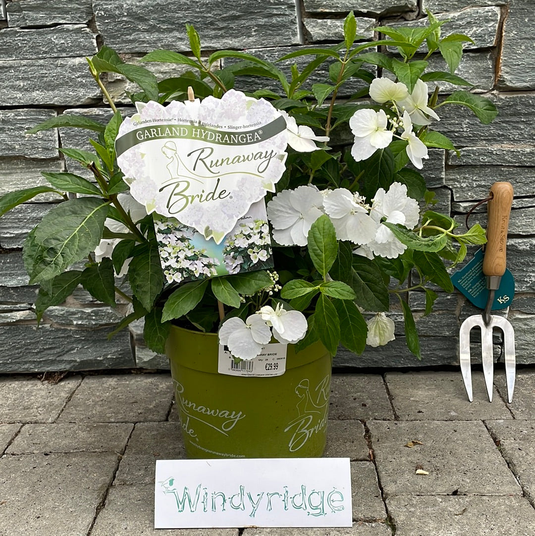 HYDRANGEA RUNAWAY BRIDE