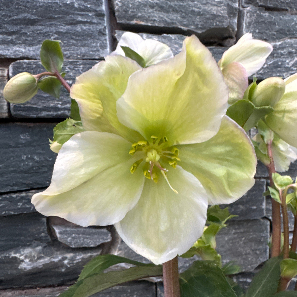 Helleborus Winter Sparkle White Blush  3 Ltr Pot - Herbaceous - Windyridge Garden Centre