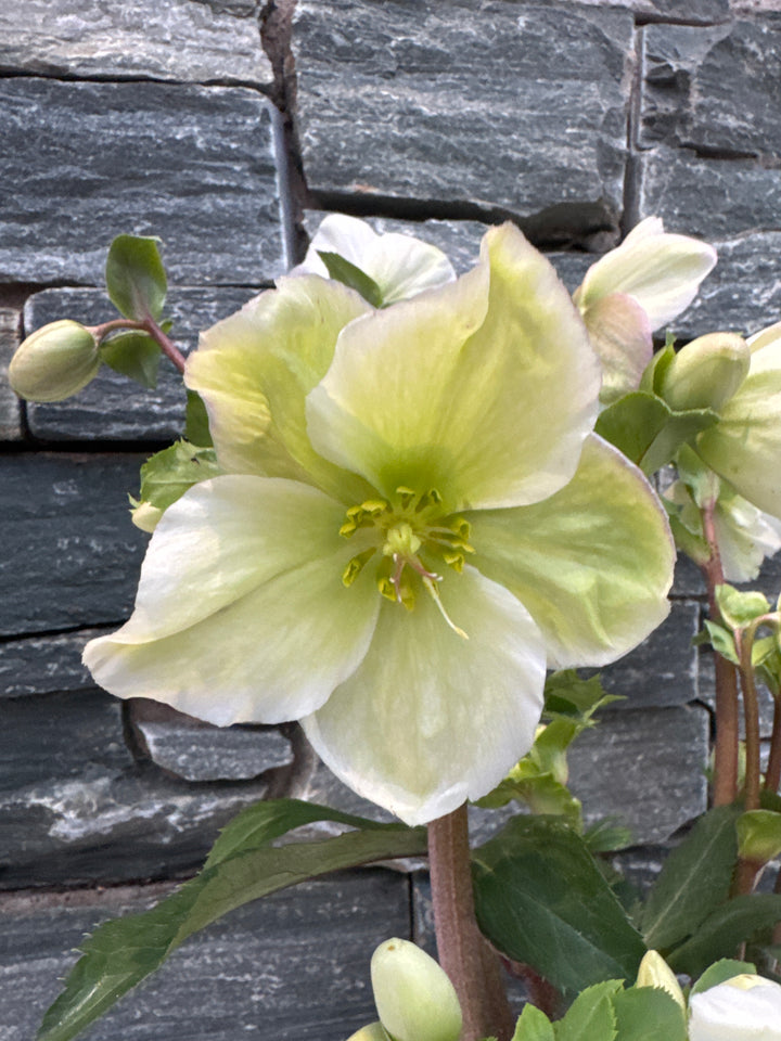 Helleborus Winter Sparkle White Blush  3 Ltr pot