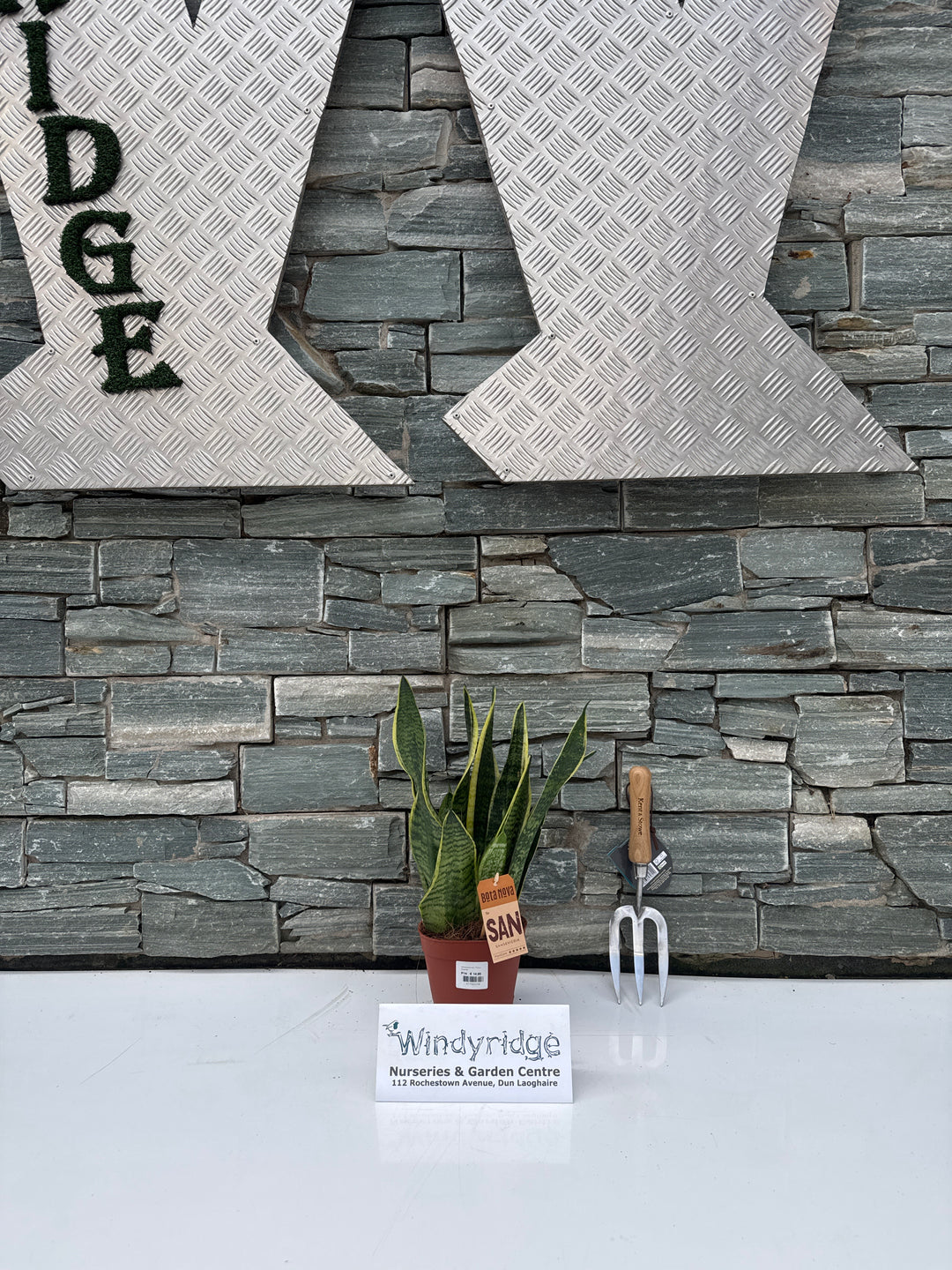 Sansevieria trifa. .Futura Superba. decorum