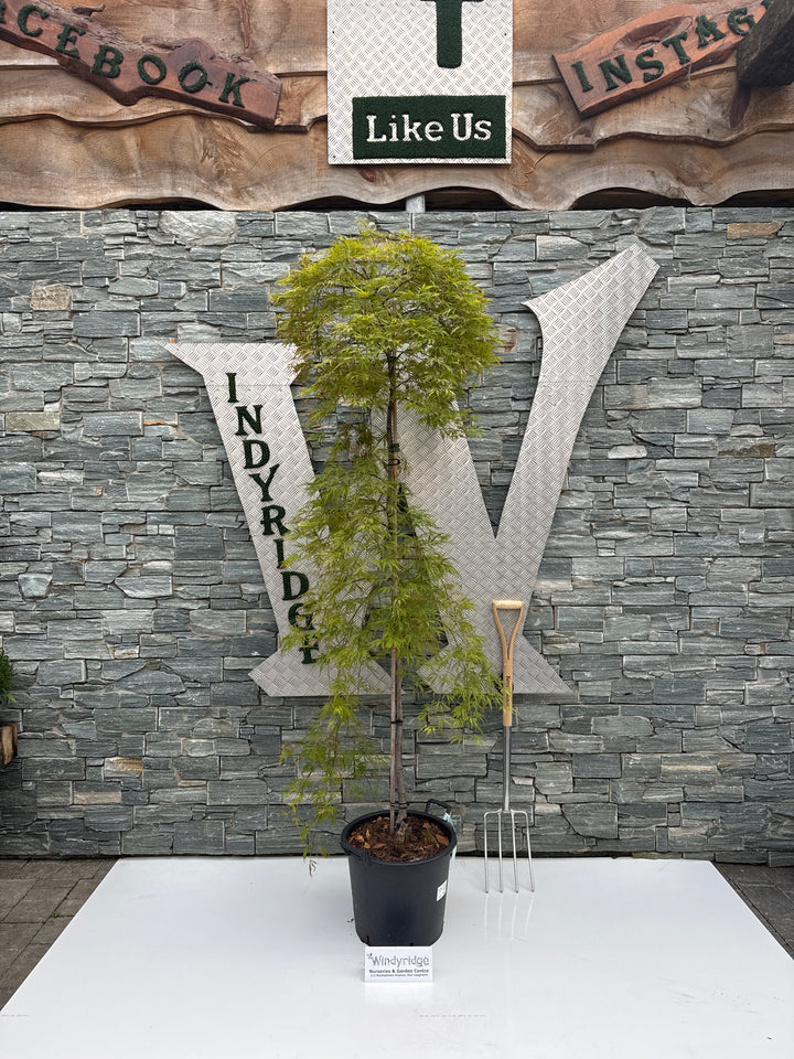 Acer pal. Dissectum Flavescens 175-200 cm C 30L fthd.