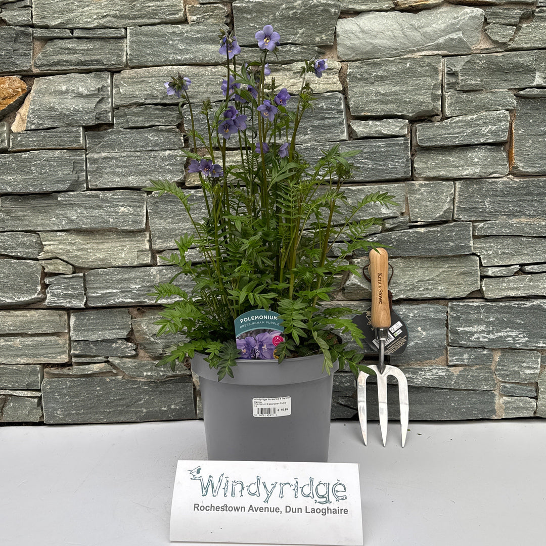 Polemonium Bressingham Purple - Herbaceous - Windyridge Garden Centre