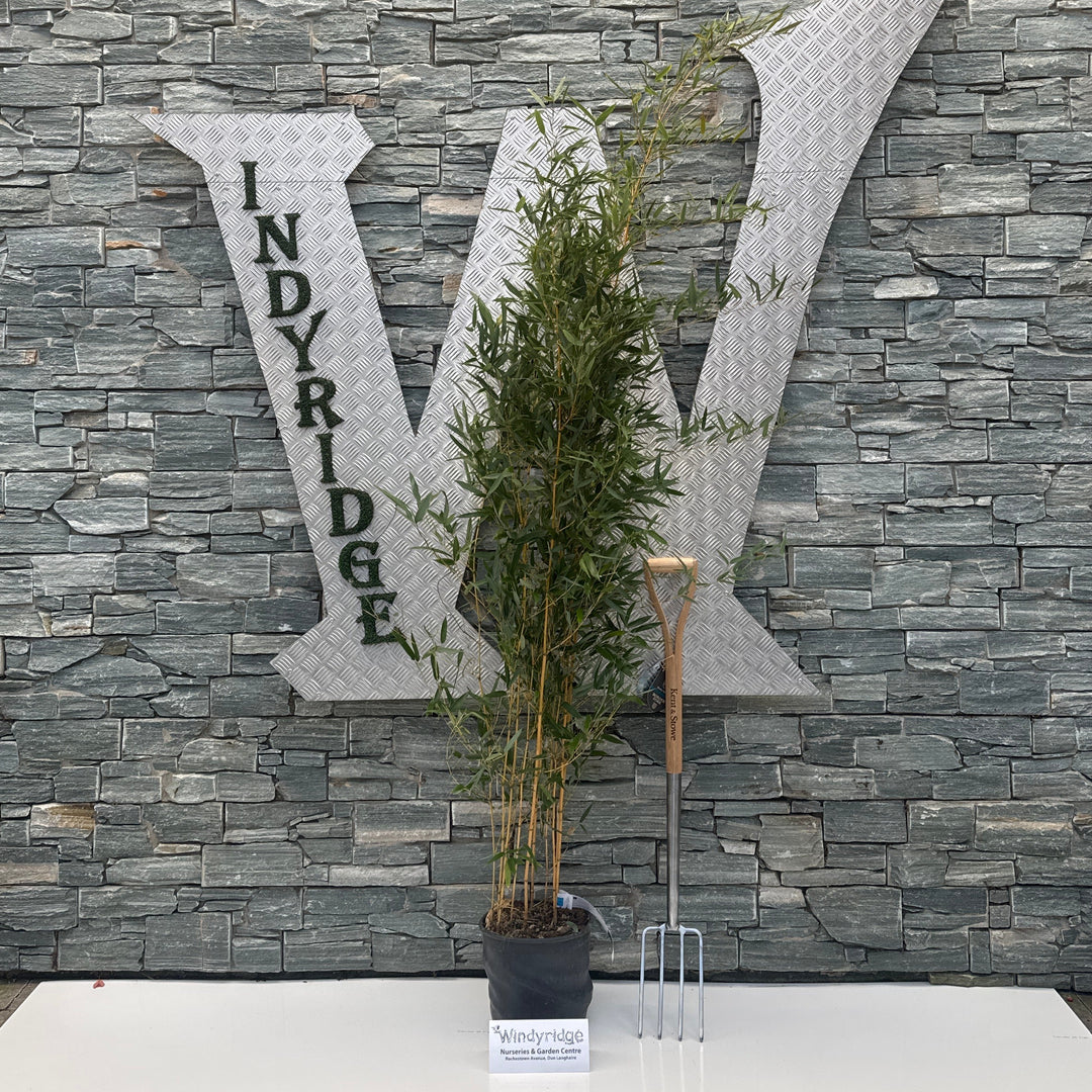 PHYLLOSTACHYS AUREOSULCATA AUREOCAULIS CLT 10 H 100 - 150 CM