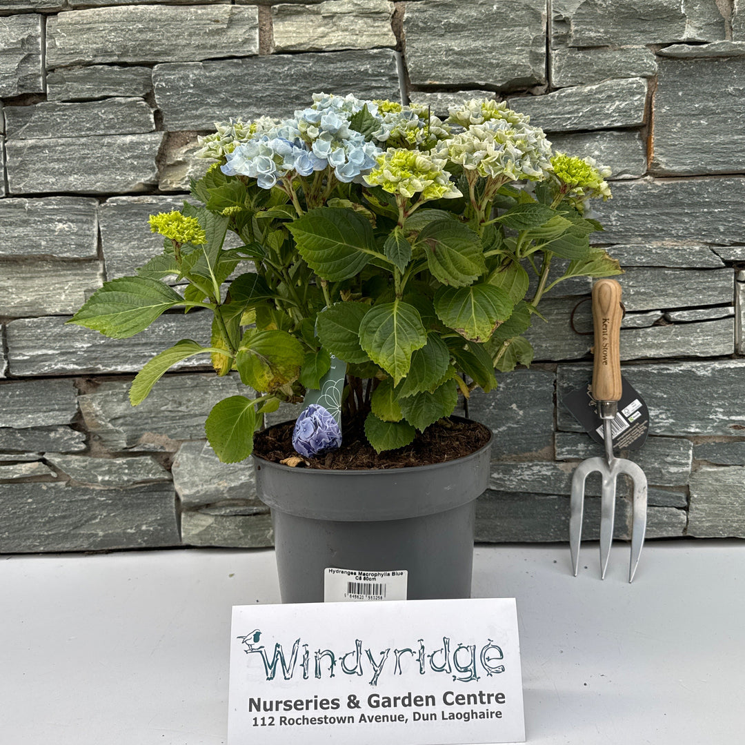 Hydrangea Macrophylla Blue C5