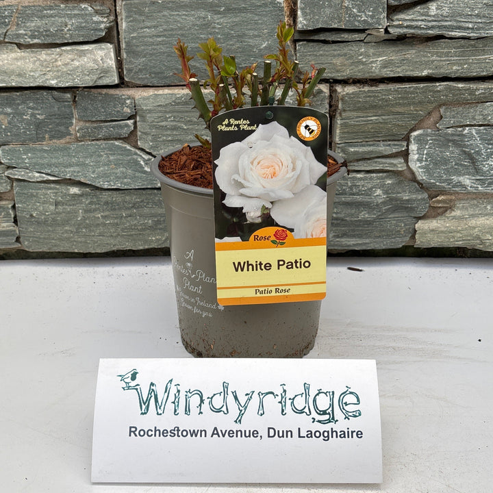ROSA WHITE PATIO