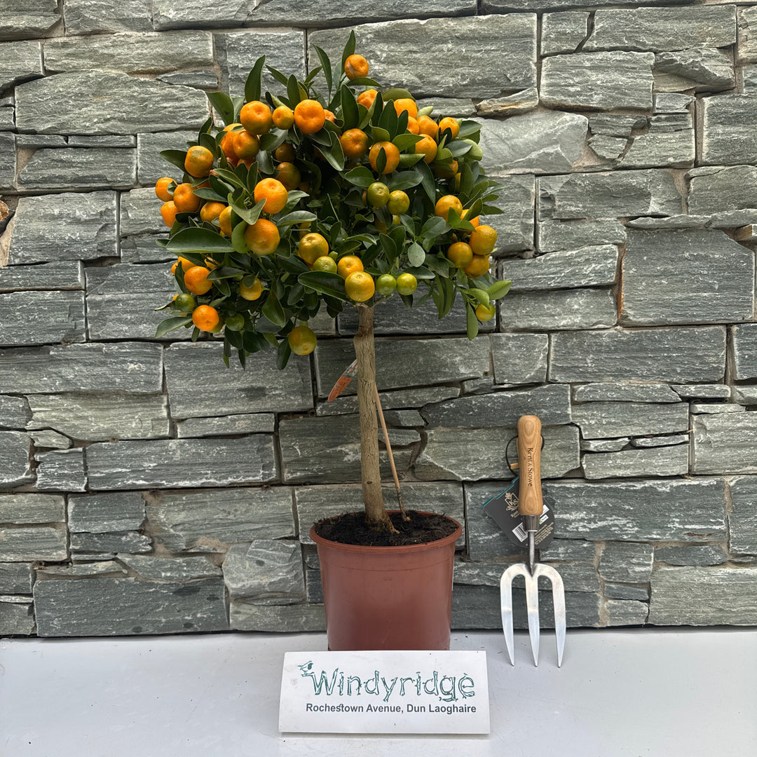 Citrofortunella microcarpa Citrus Calamondin on stem