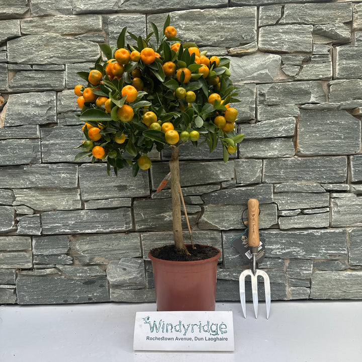 Citrofortunella microcarpa Citrus Calamondin on stem
