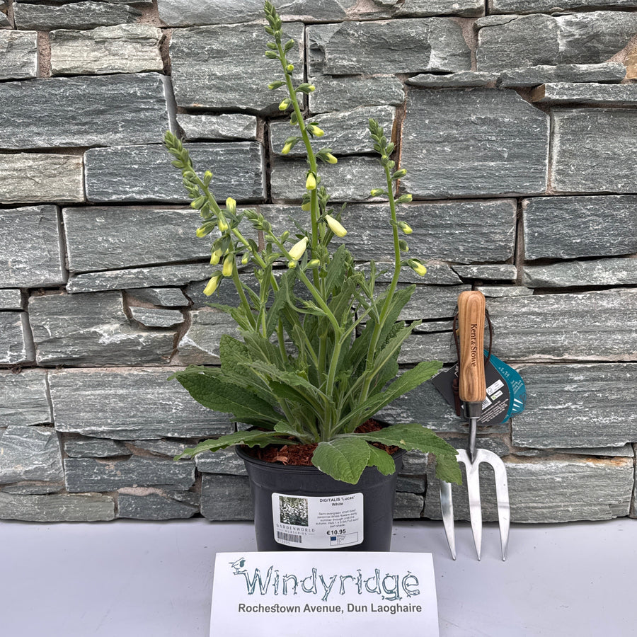 Digitalis Lucas White - Herbaceous - Windyridge Garden Centre