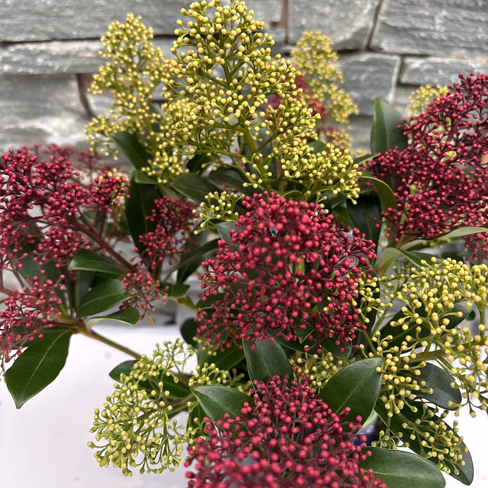 Skimmia Jap. Duo-Colour P15 - Shrubs - Windyridge Garden Centre