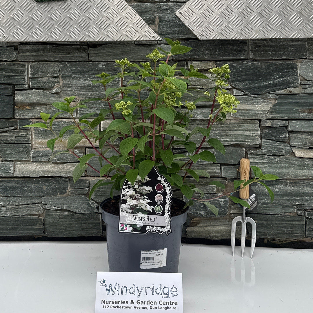 HYDRANGEA pa. Wims Red
