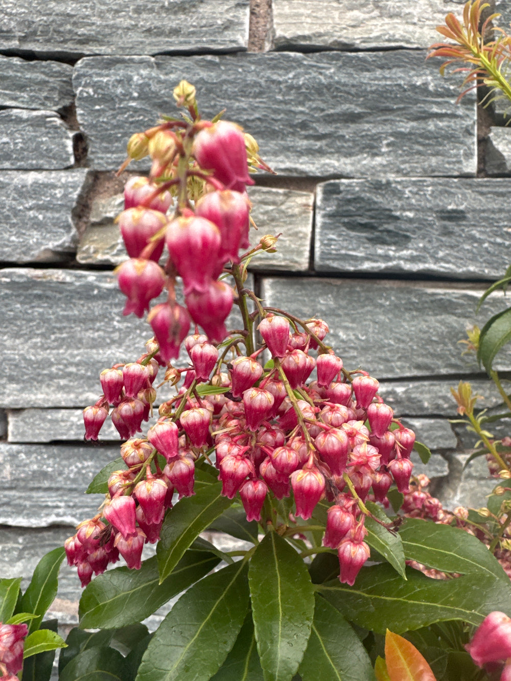 Pieris 3L - Shrubs - Windyridge Garden Centre